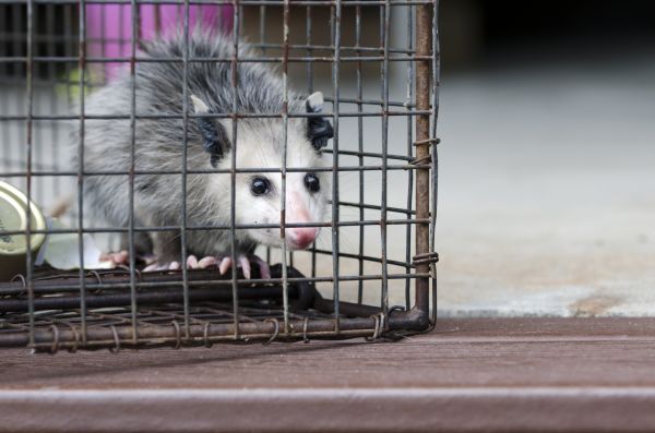 Lawrence Wildlife Removal