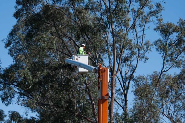 Lawrence Tree Trimming