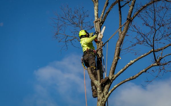Lawrence Tree Removal