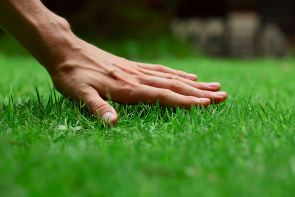 Lawrence Lawn Treatment